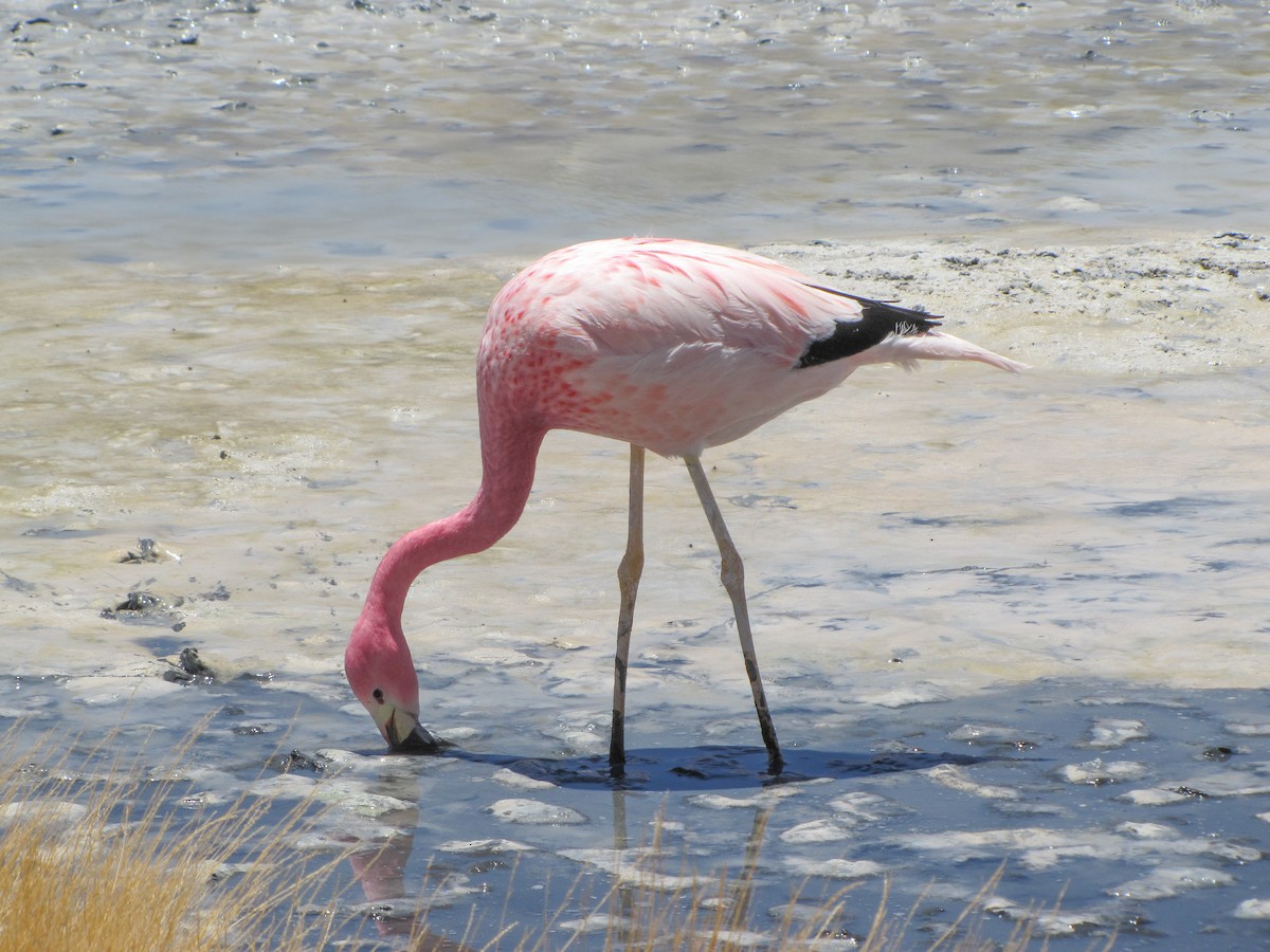 Andean Flamingo - ML343450631