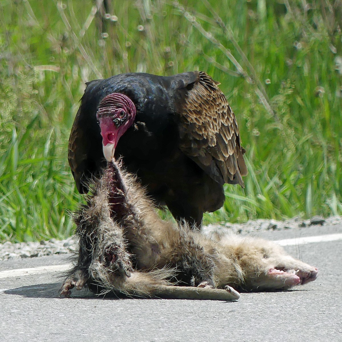 Turkey Vulture - Colleen C