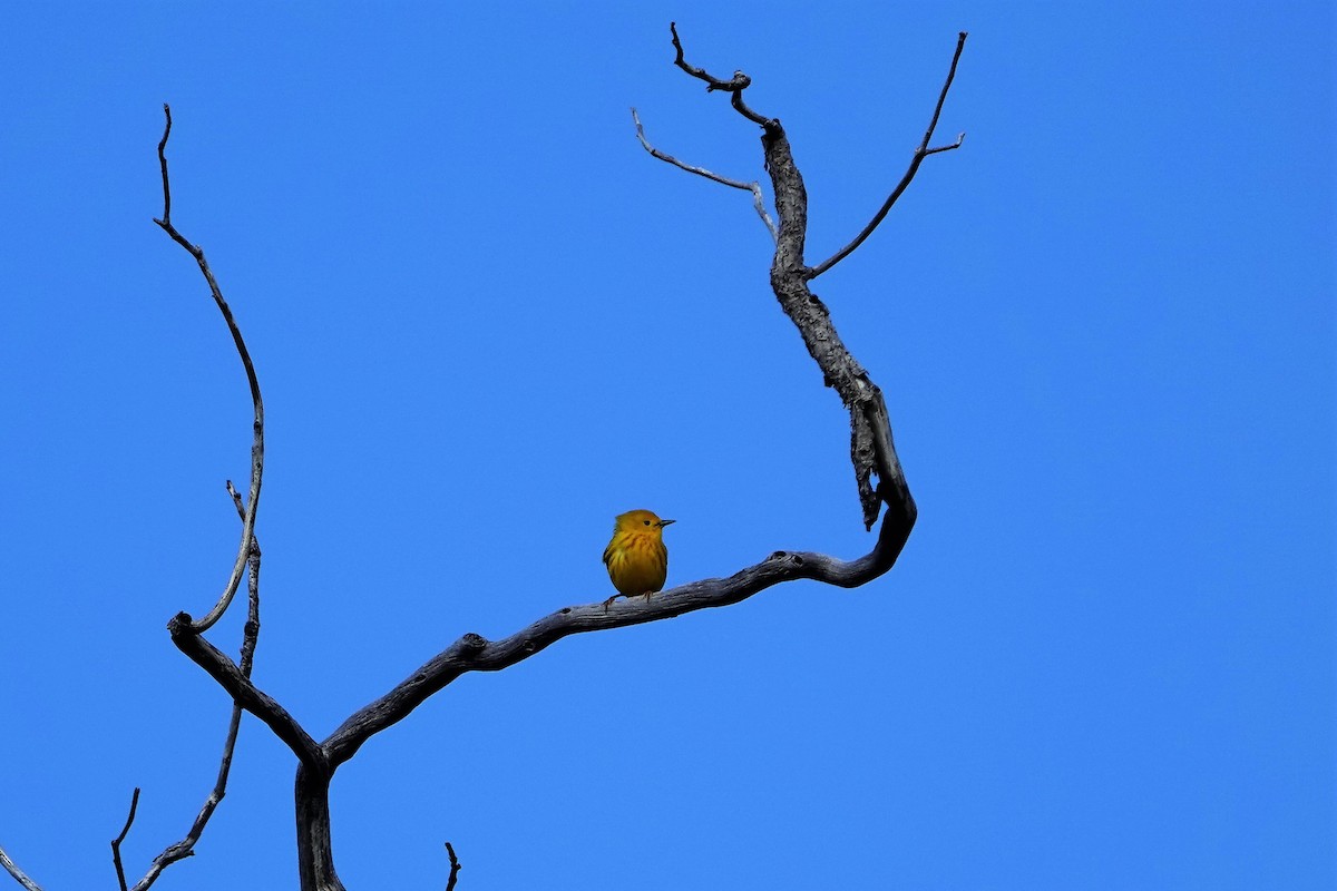 Yellow Warbler - ML343458961
