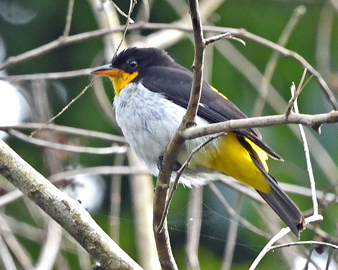Yellow-backed Tanager - ML343459441