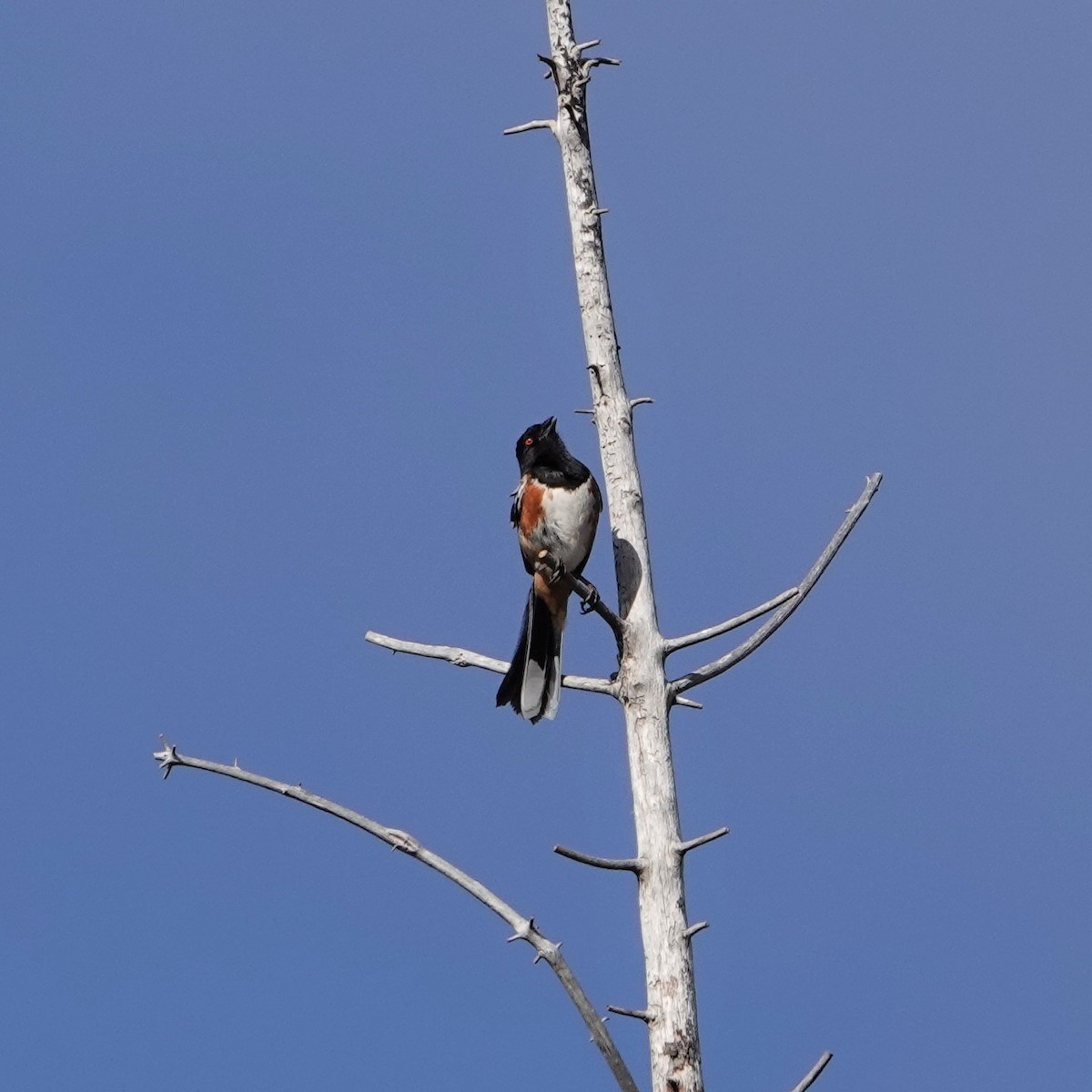 Spotted Towhee - ML343460661