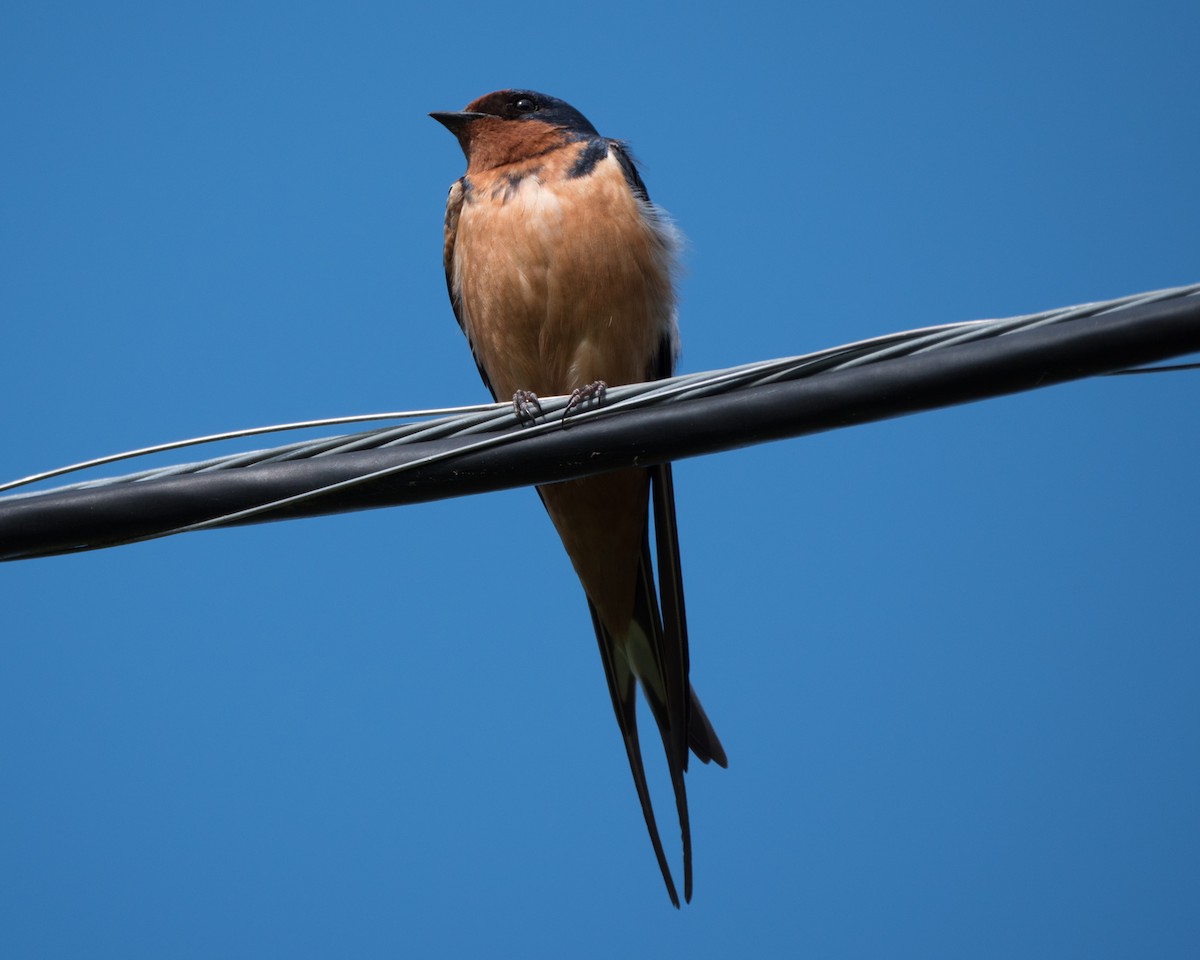 Barn Swallow - Marbry Hopkins