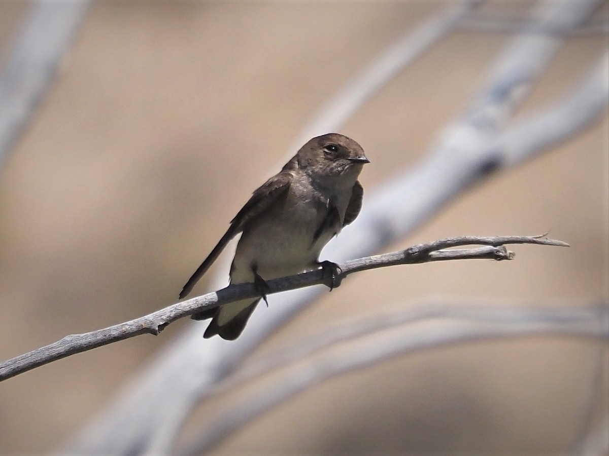 Northern Rough-winged Swallow - ML343463401