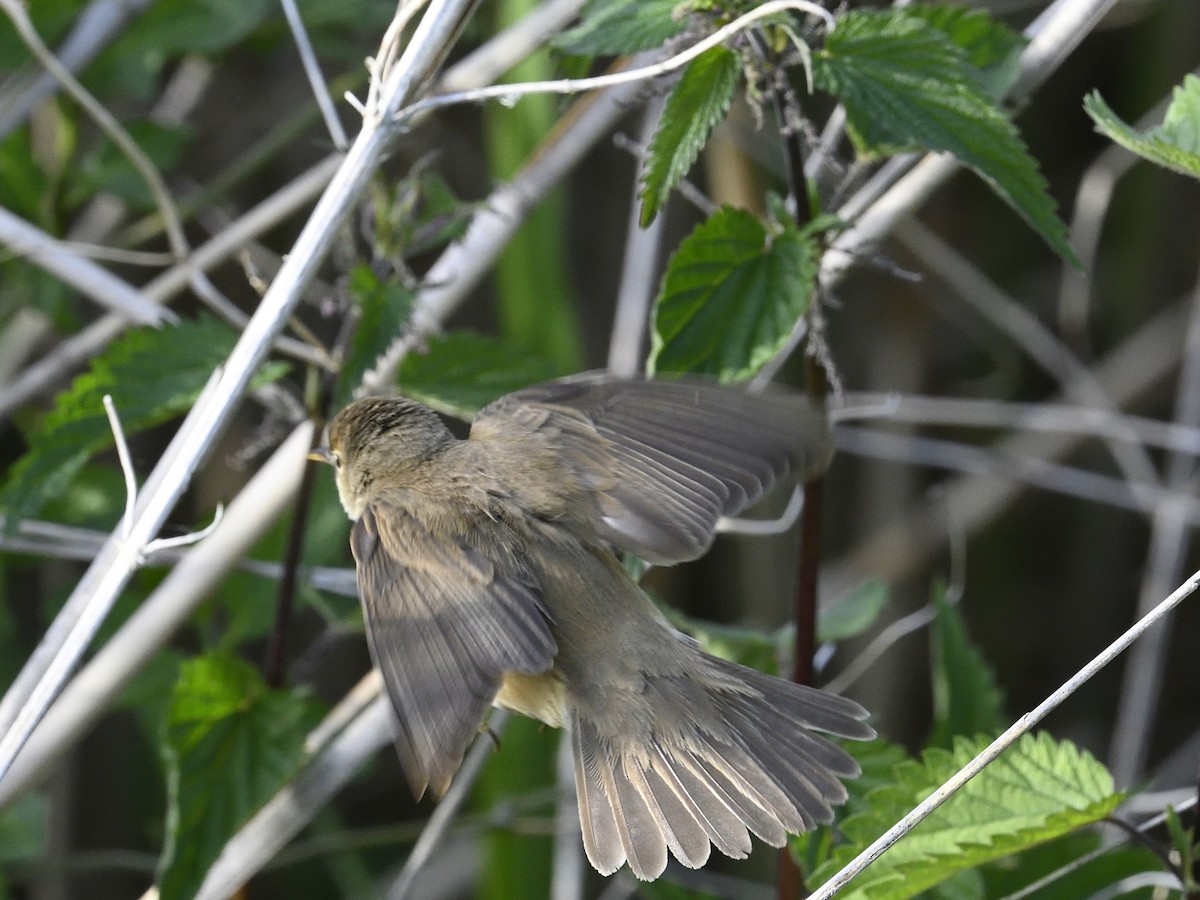 Common Reed Warbler - Olaf Hömke