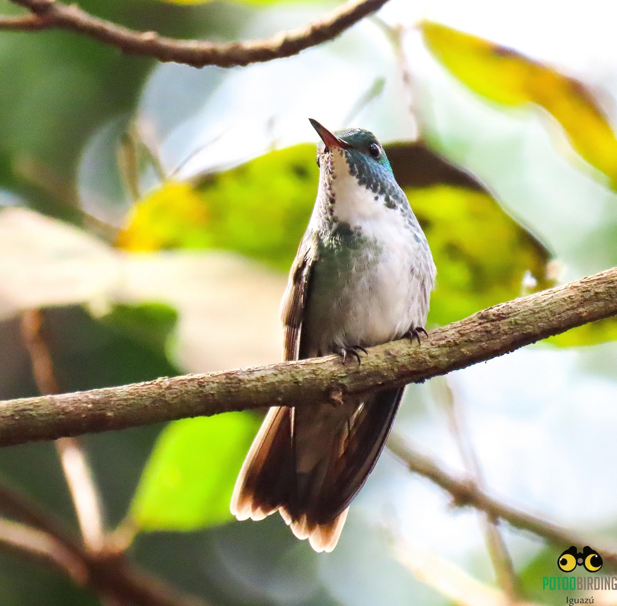 hummingbird sp. - Fernando Pocho Cabral / Birding Iguazu