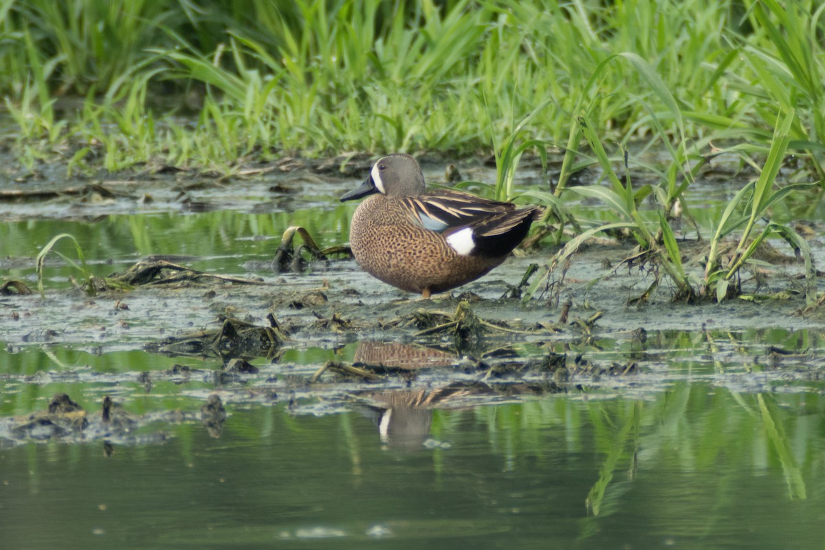 Blue-winged Teal - ML34347451