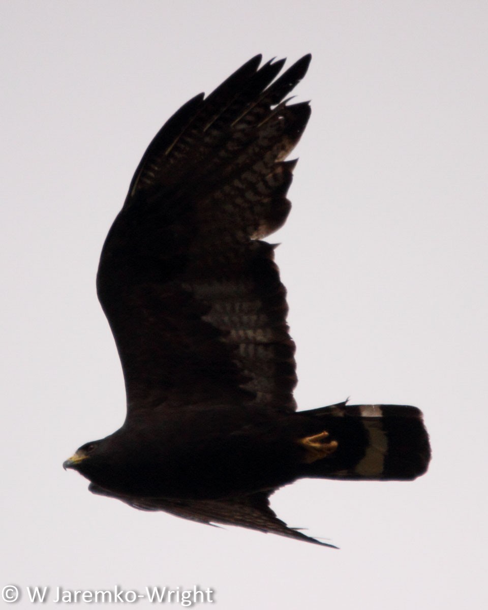 Zone-tailed Hawk - Will Jaremko-Wright