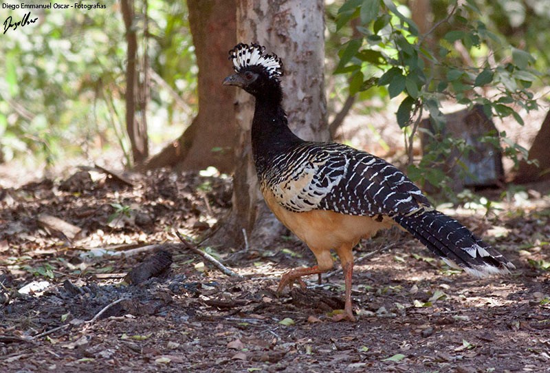 Bare-faced Curassow - ML343478041
