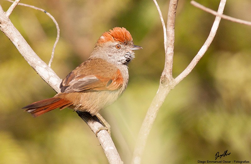 Sooty-fronted Spinetail - ML343478281