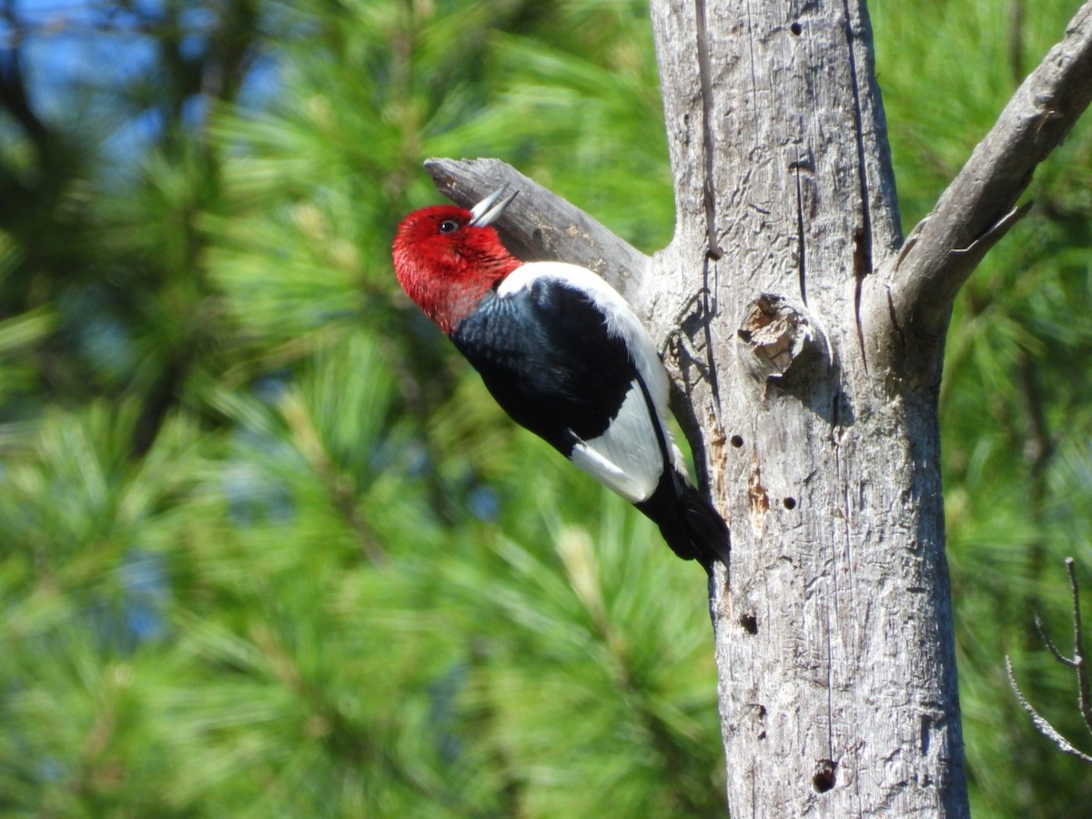 Red-headed Woodpecker - Pauline DesRosiers 🦉