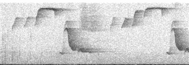 Gri Göğüslü Çıtkuşu (leucophrys/boliviana) - ML343485161