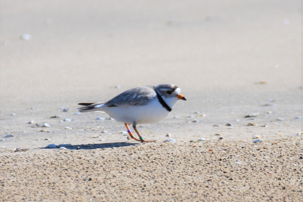 Piping Plover - ML343487441