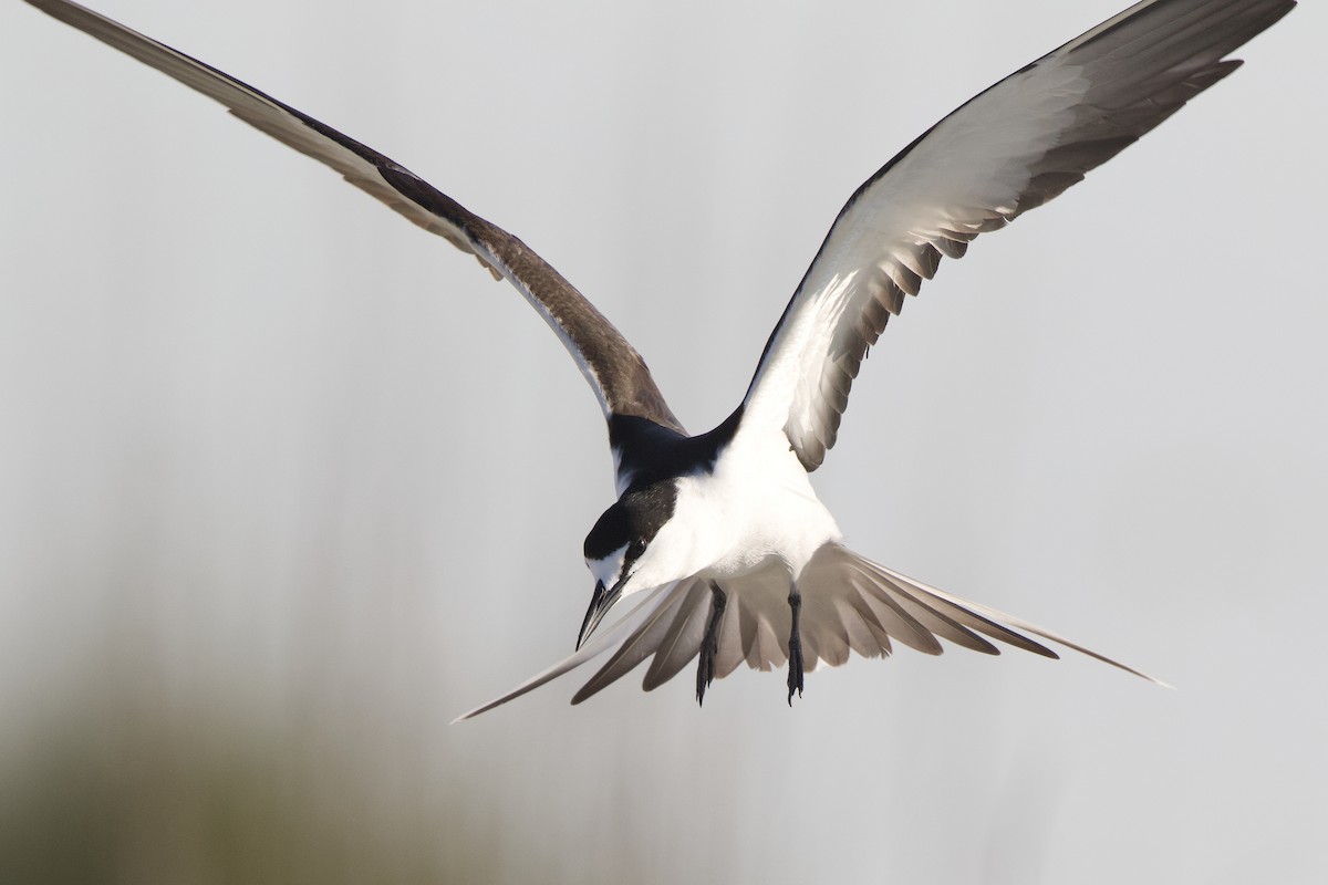 Sooty Tern - Tasso  Cocoves