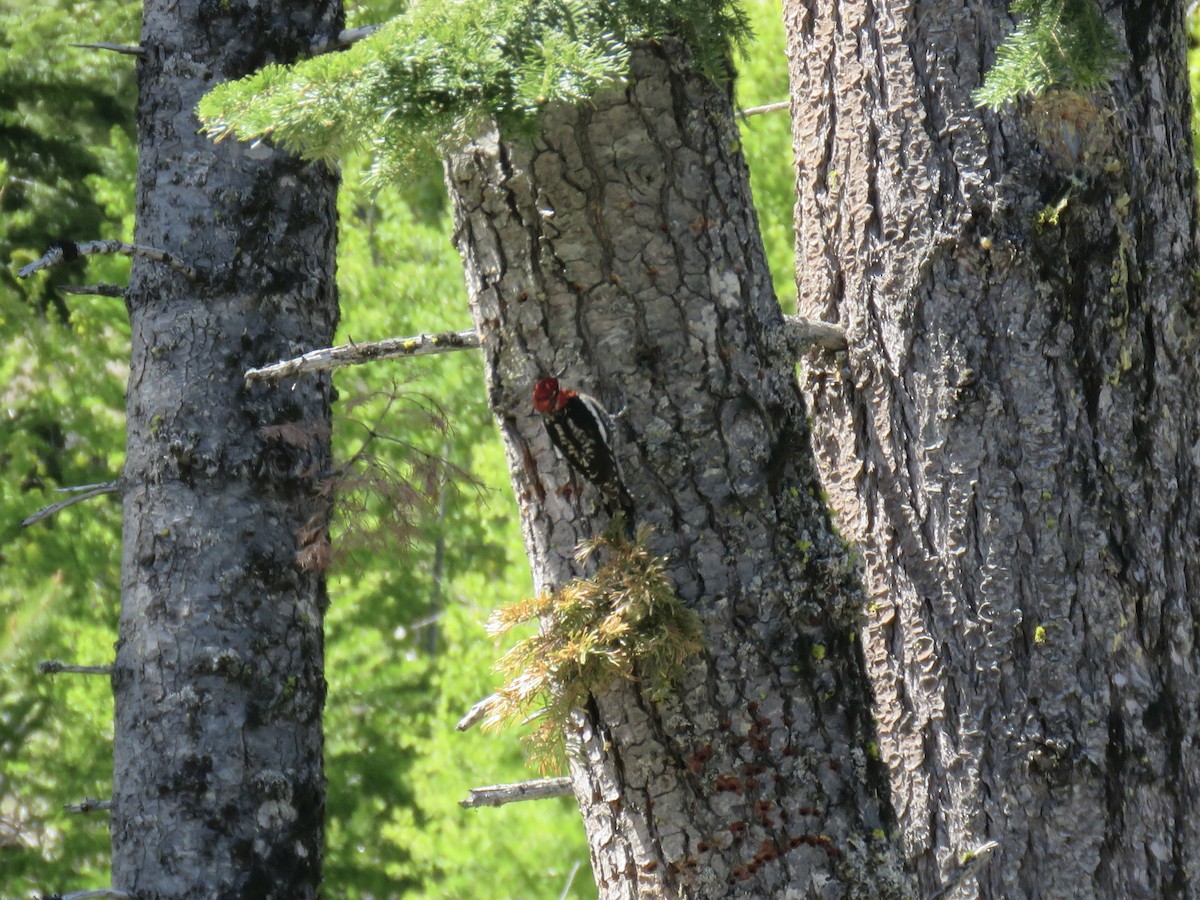 Red-naped x Red-breasted Sapsucker (hybrid) - ML343488571