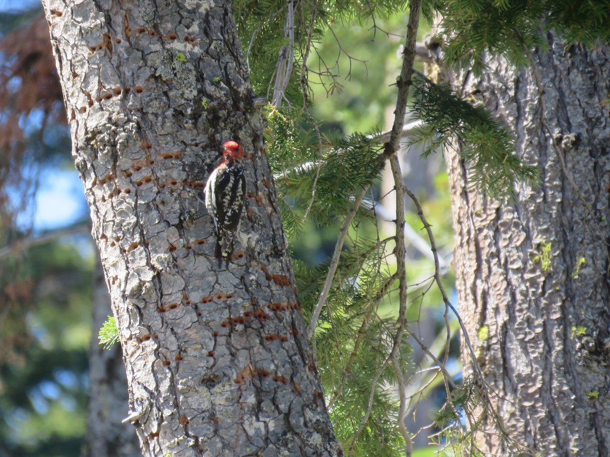 Red-naped x Red-breasted Sapsucker (hybrid) - Isabel Brofsky