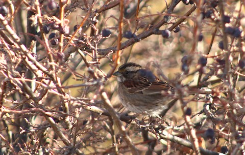 White-throated Sparrow