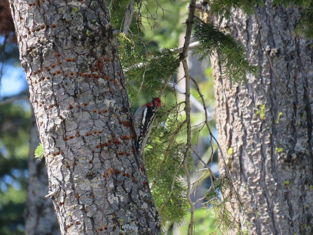 Red-naped x Red-breasted Sapsucker (hybrid) - ML343488611