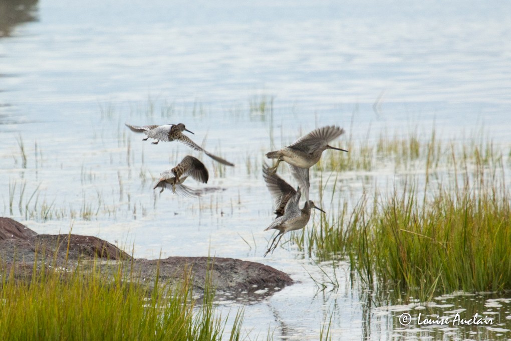 Long-billed Dowitcher - Louise Auclair