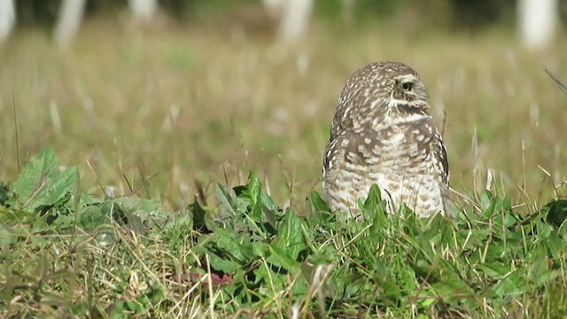 Burrowing Owl - ML343490001