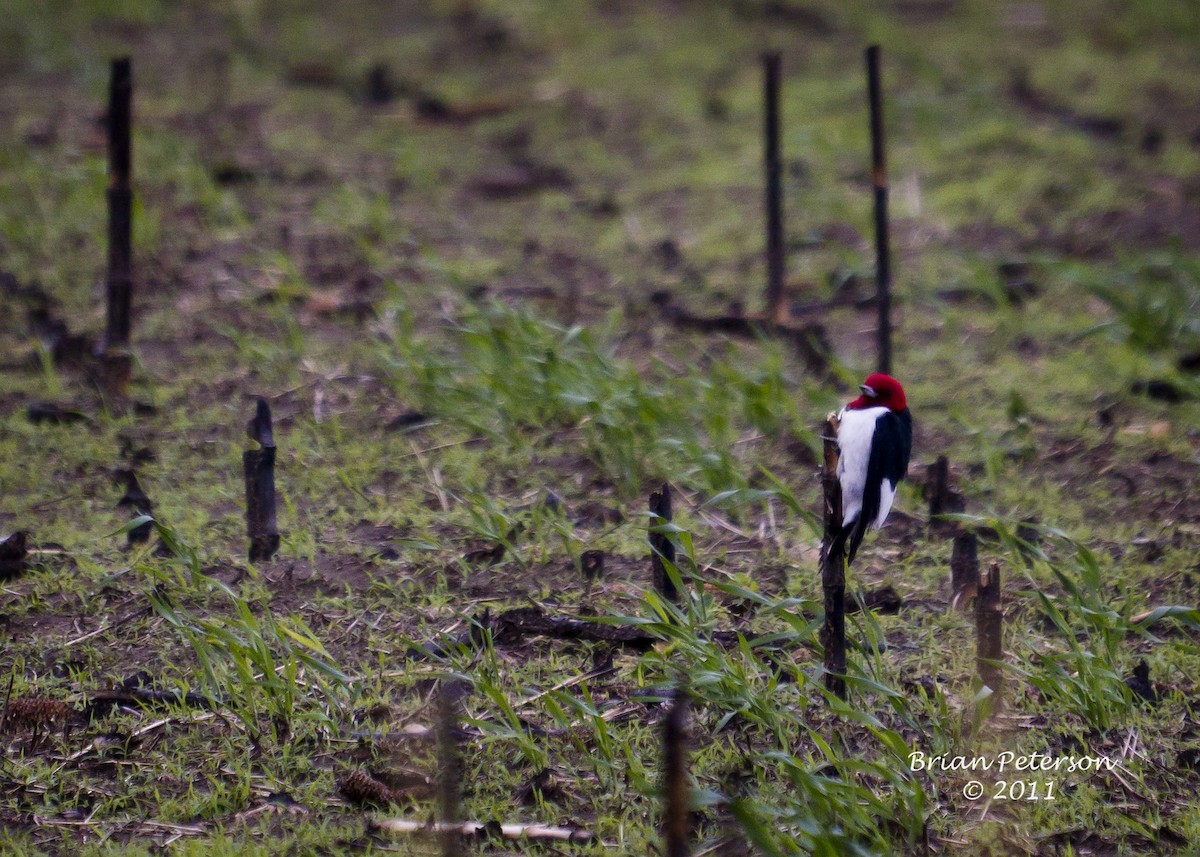 Red-headed Woodpecker - ML34349101
