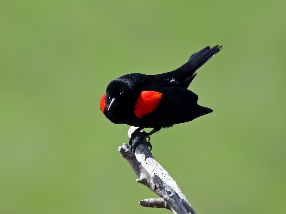 Red-winged Blackbird - ML343493811
