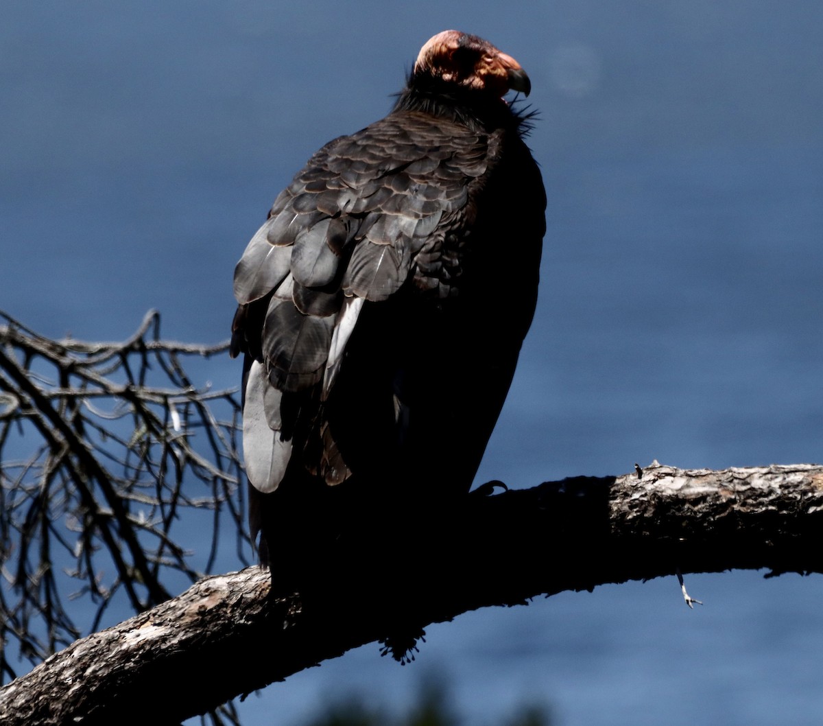 California Condor - John Lewis