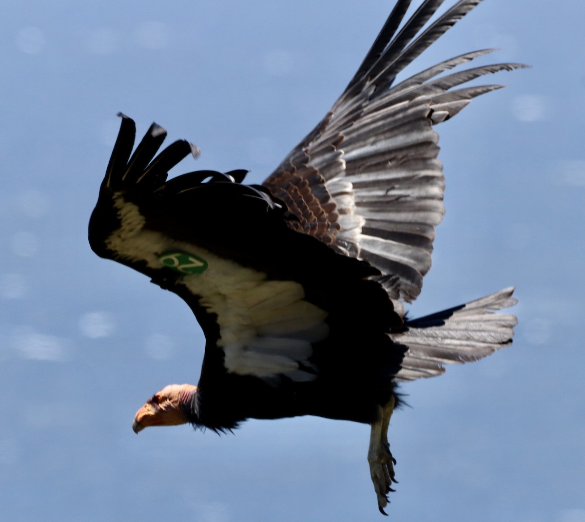 Condor de Californie - ML343496411