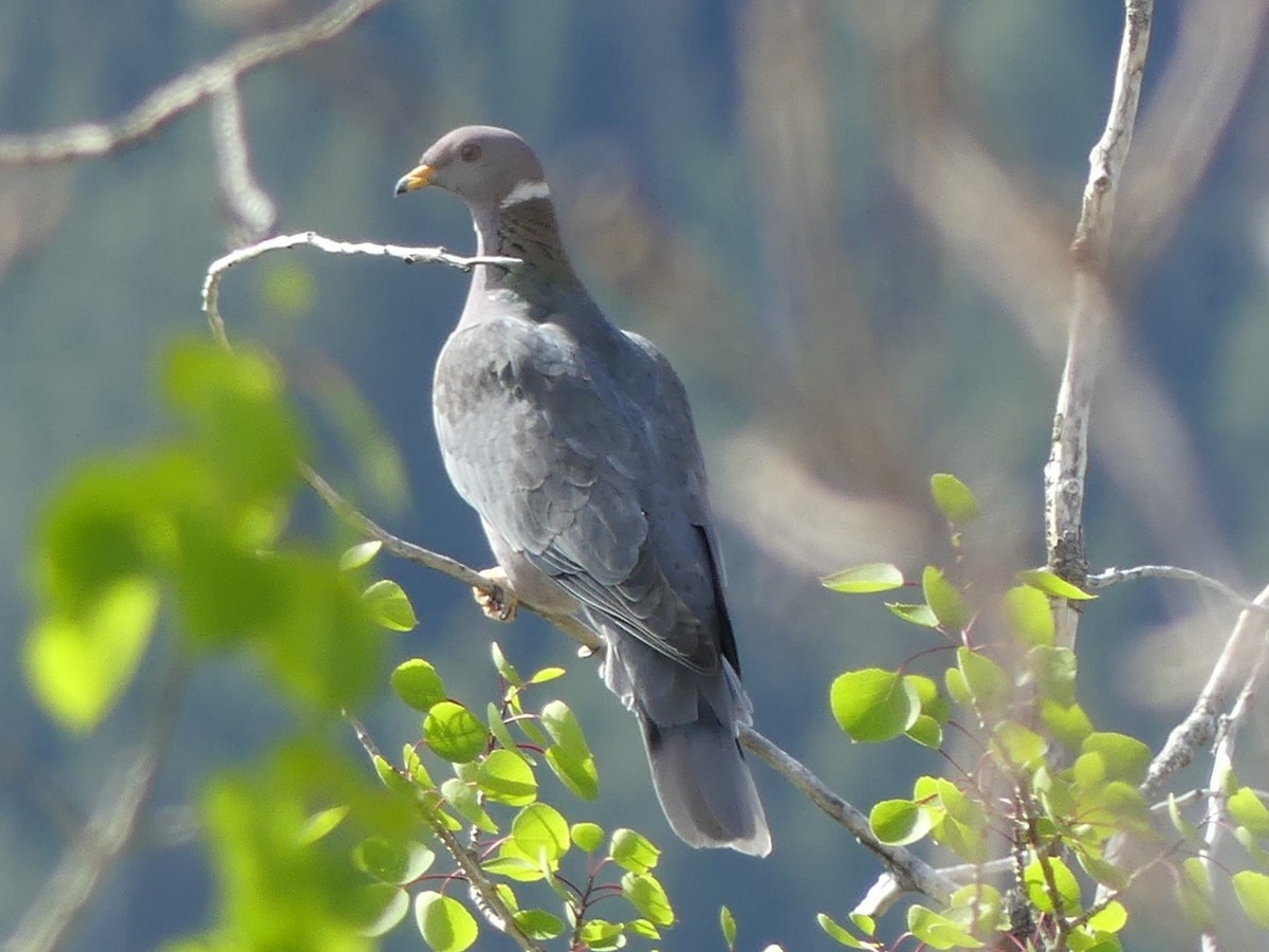 Band-tailed Pigeon - ML343498361