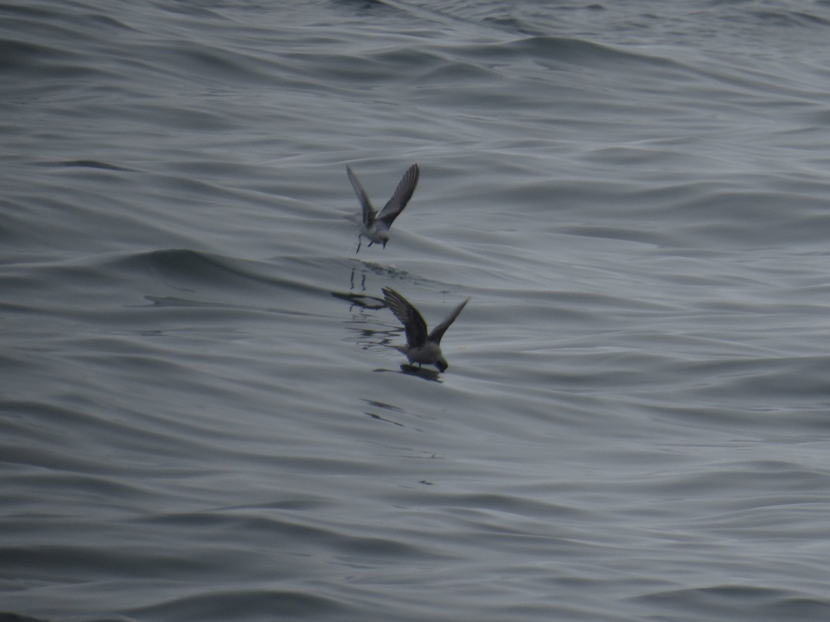 Fork-tailed Storm-Petrel - ML34349841