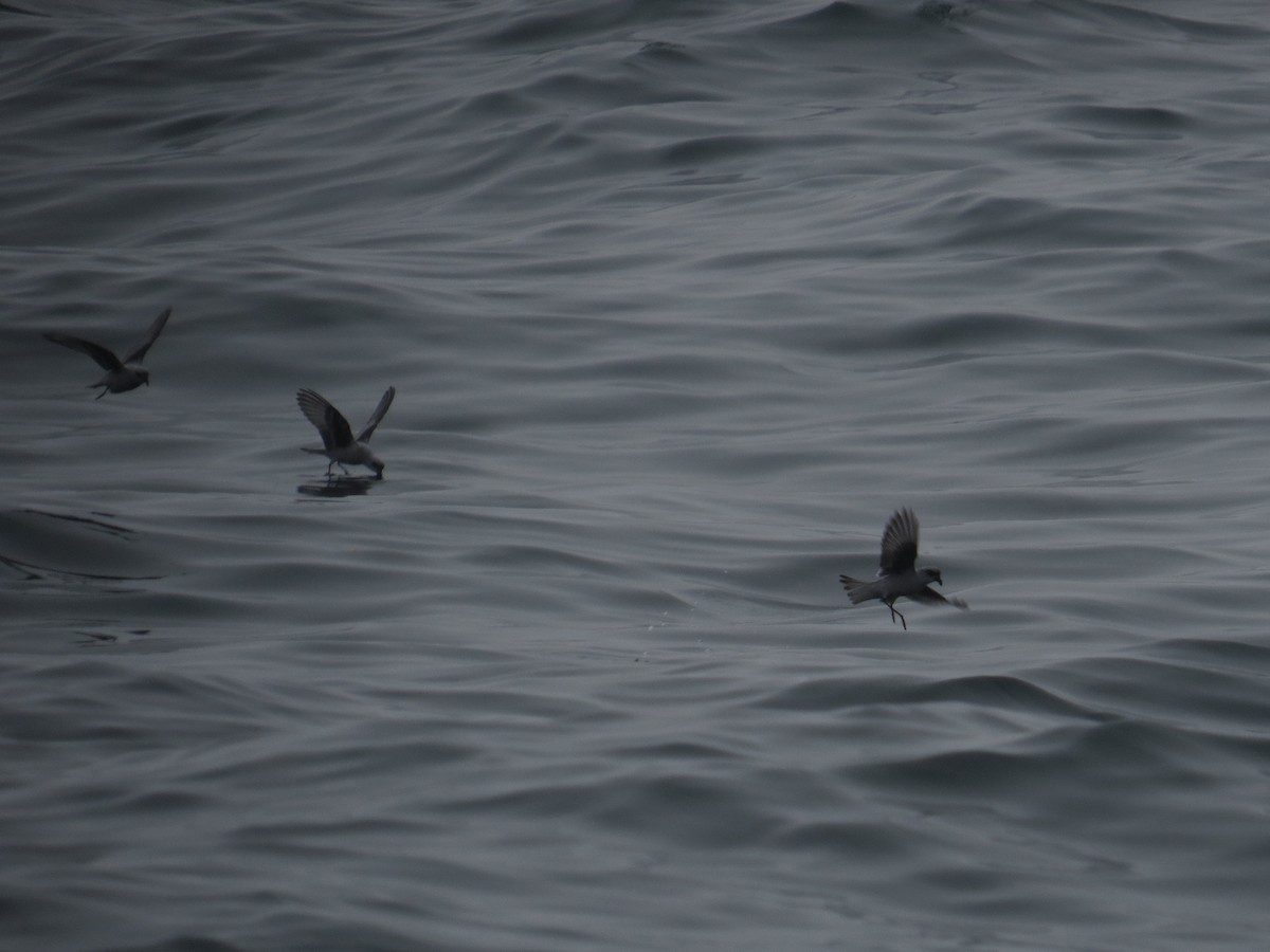 Fork-tailed Storm-Petrel - ML34349851