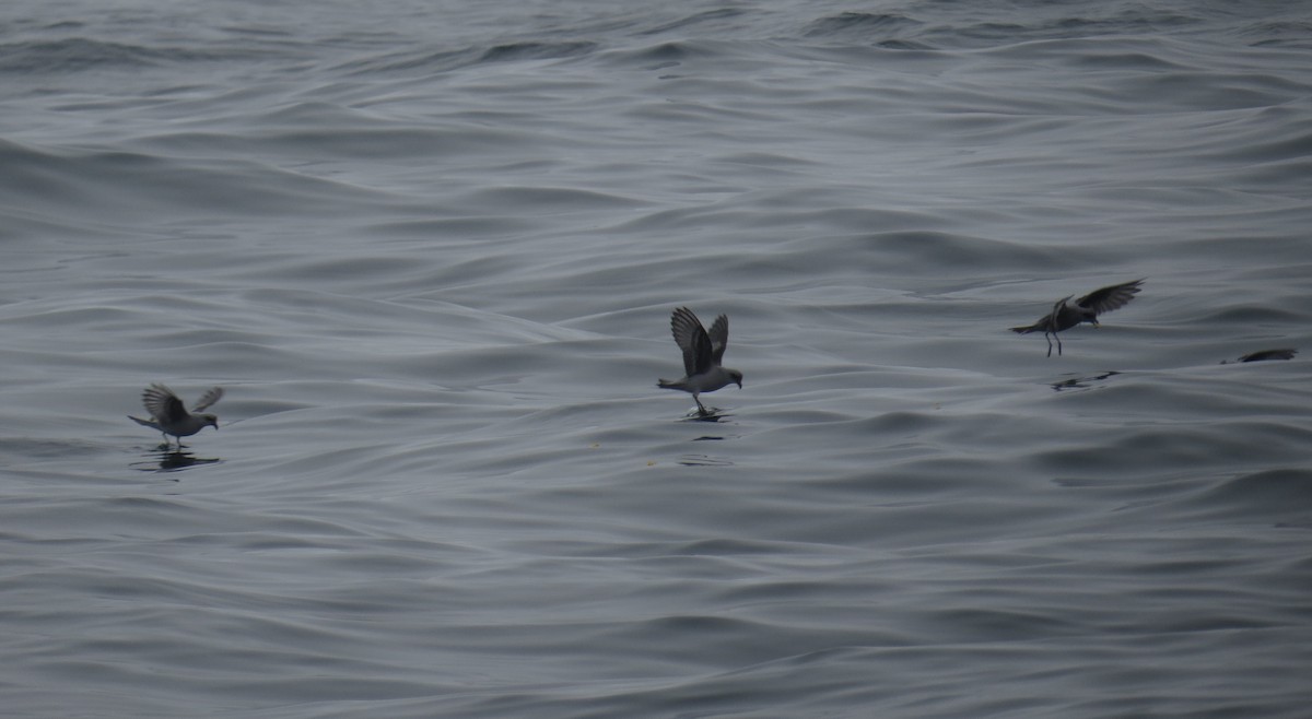Fork-tailed Storm-Petrel - ML34349881