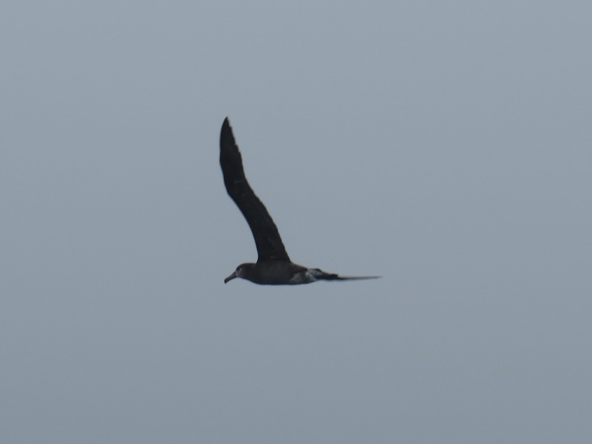 albatros černonohý - ML34349941
