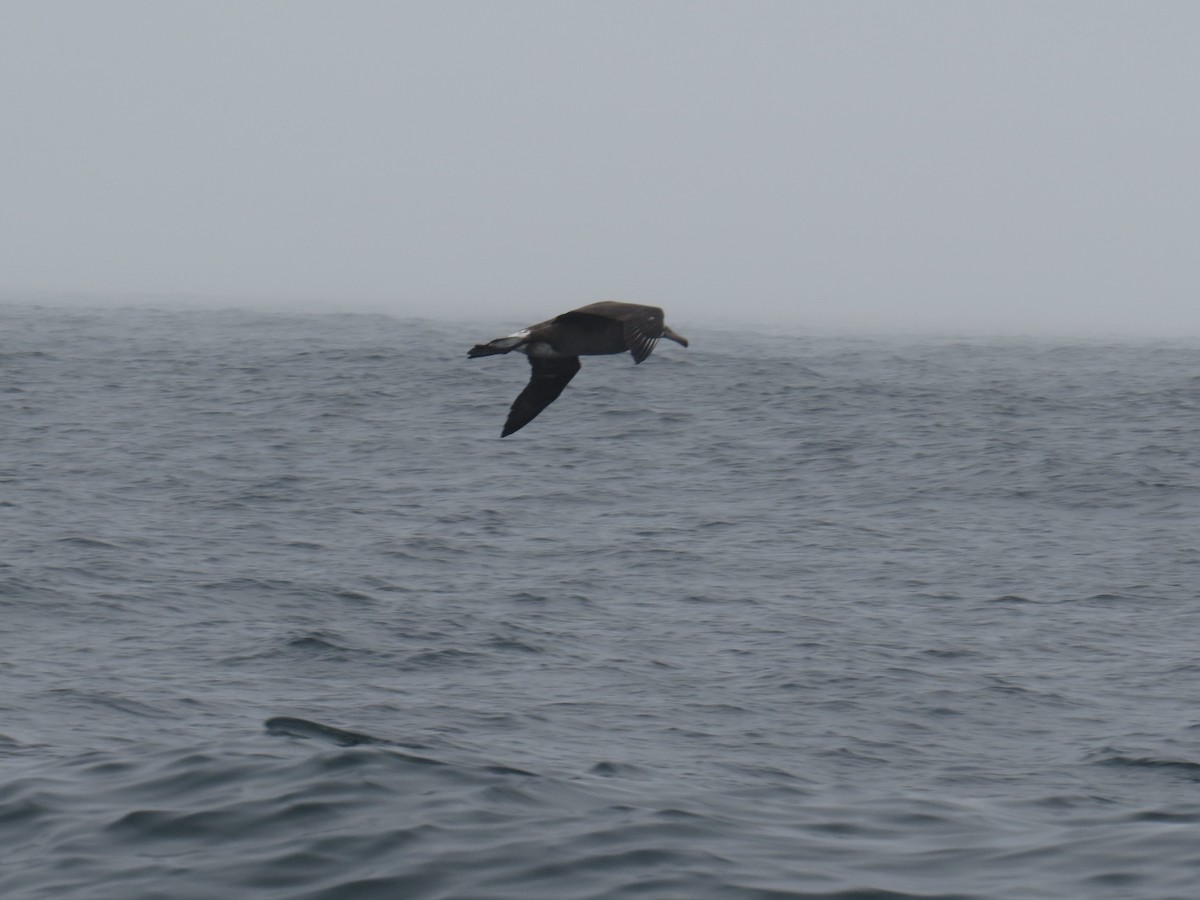 albatros černonohý - ML34349981