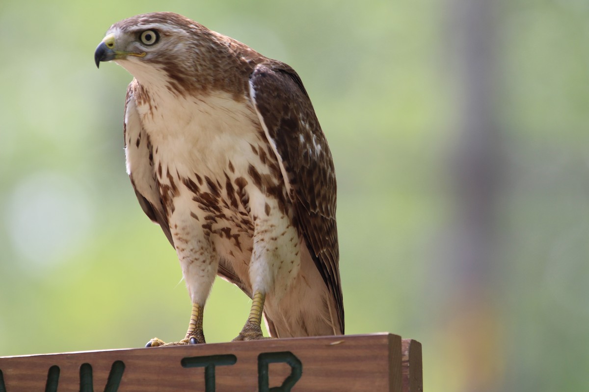 Red-tailed Hawk - ML343500311