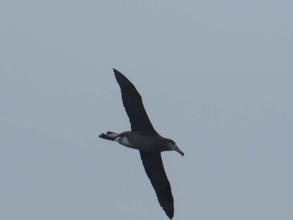 albatros černonohý - ML34350131