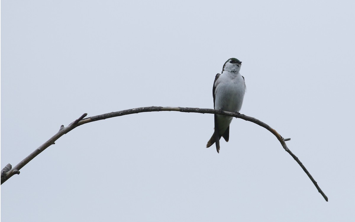 Violet-green Swallow - ML343503331