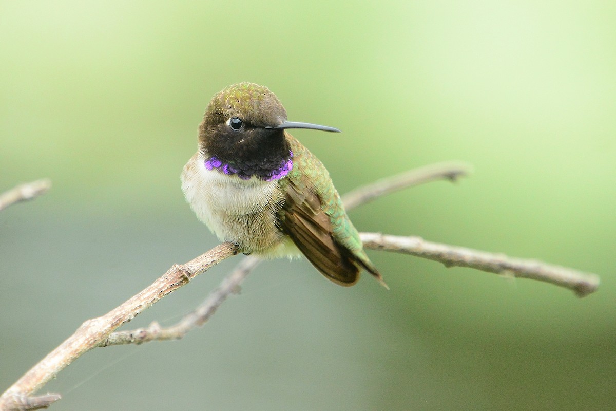 Black-chinned Hummingbird - Gary Davidson