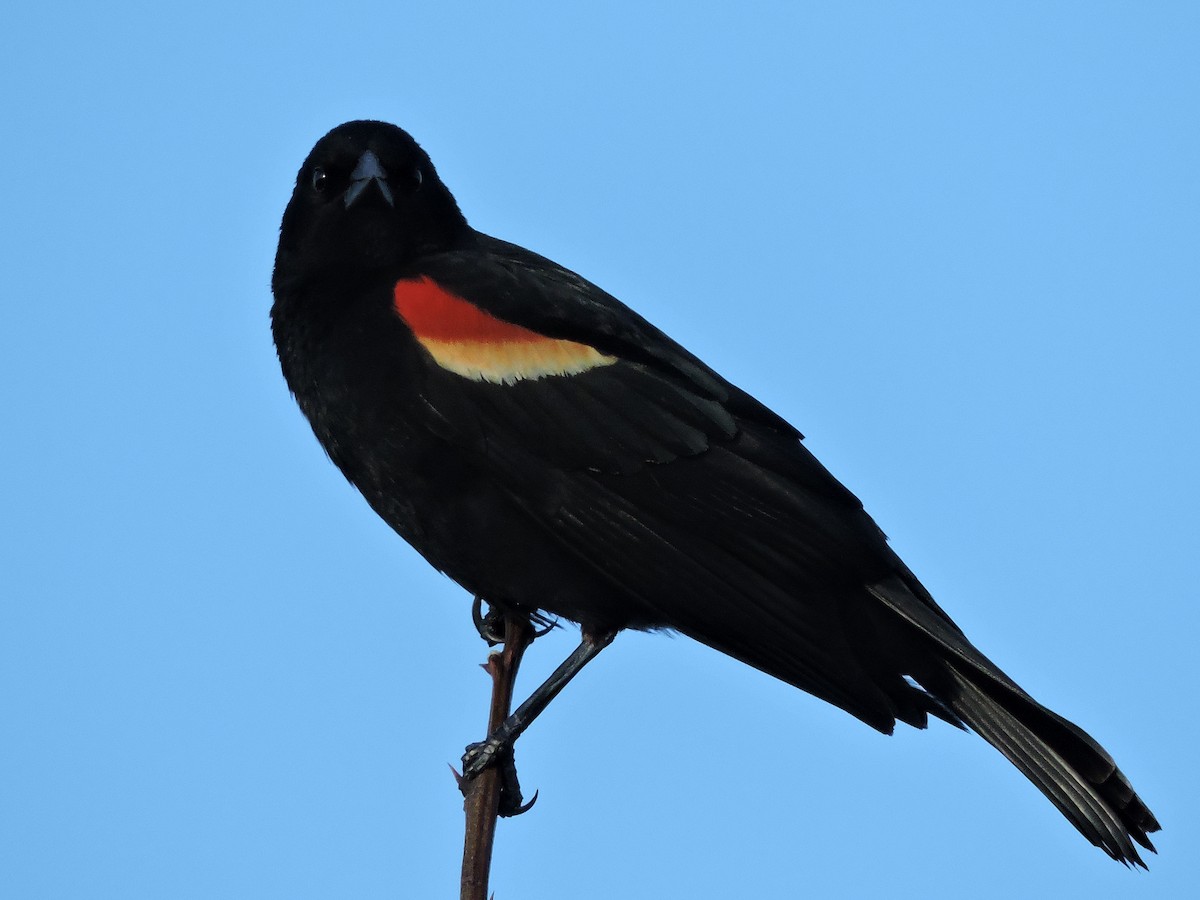 Red-winged Blackbird - ML34350851