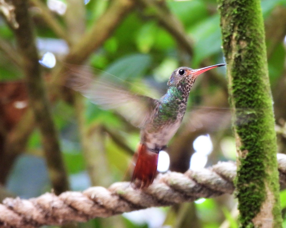 Rufous-tailed Hummingbird - ML343510401