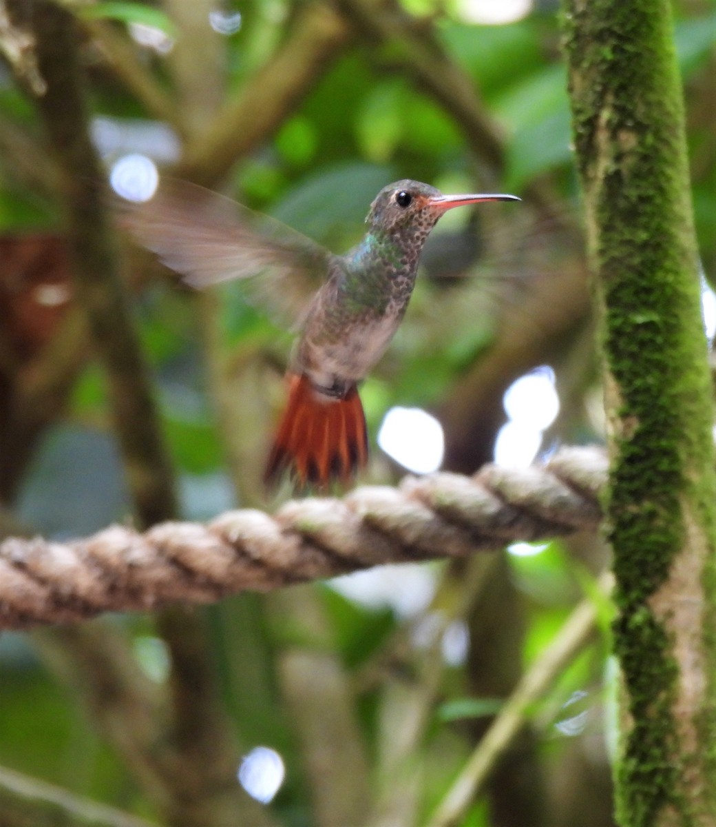 Rufous-tailed Hummingbird - ML343510421