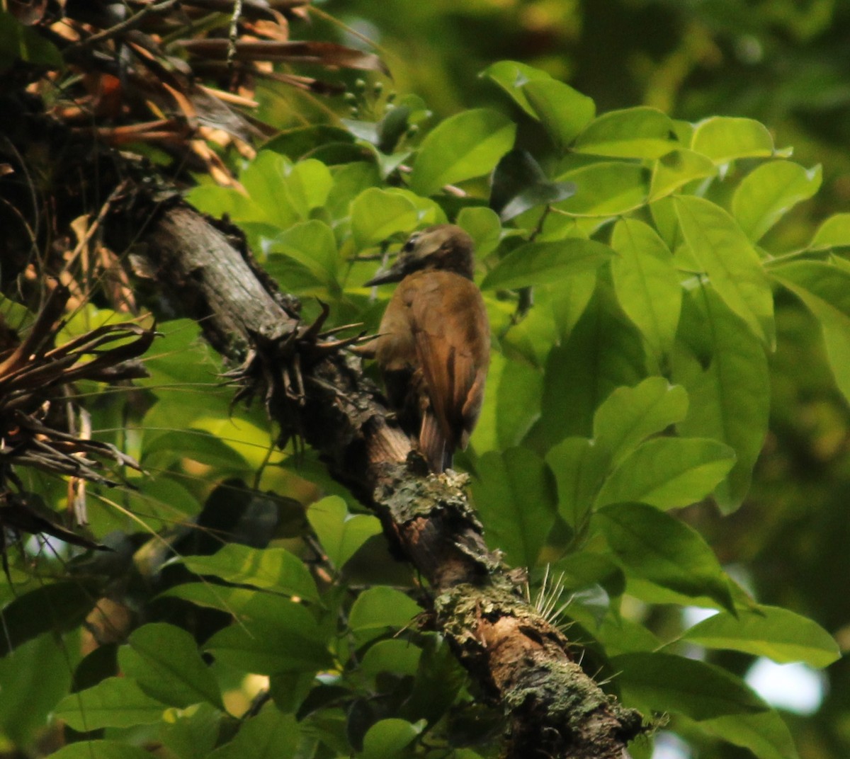 Smoky-brown Woodpecker - ML343518881