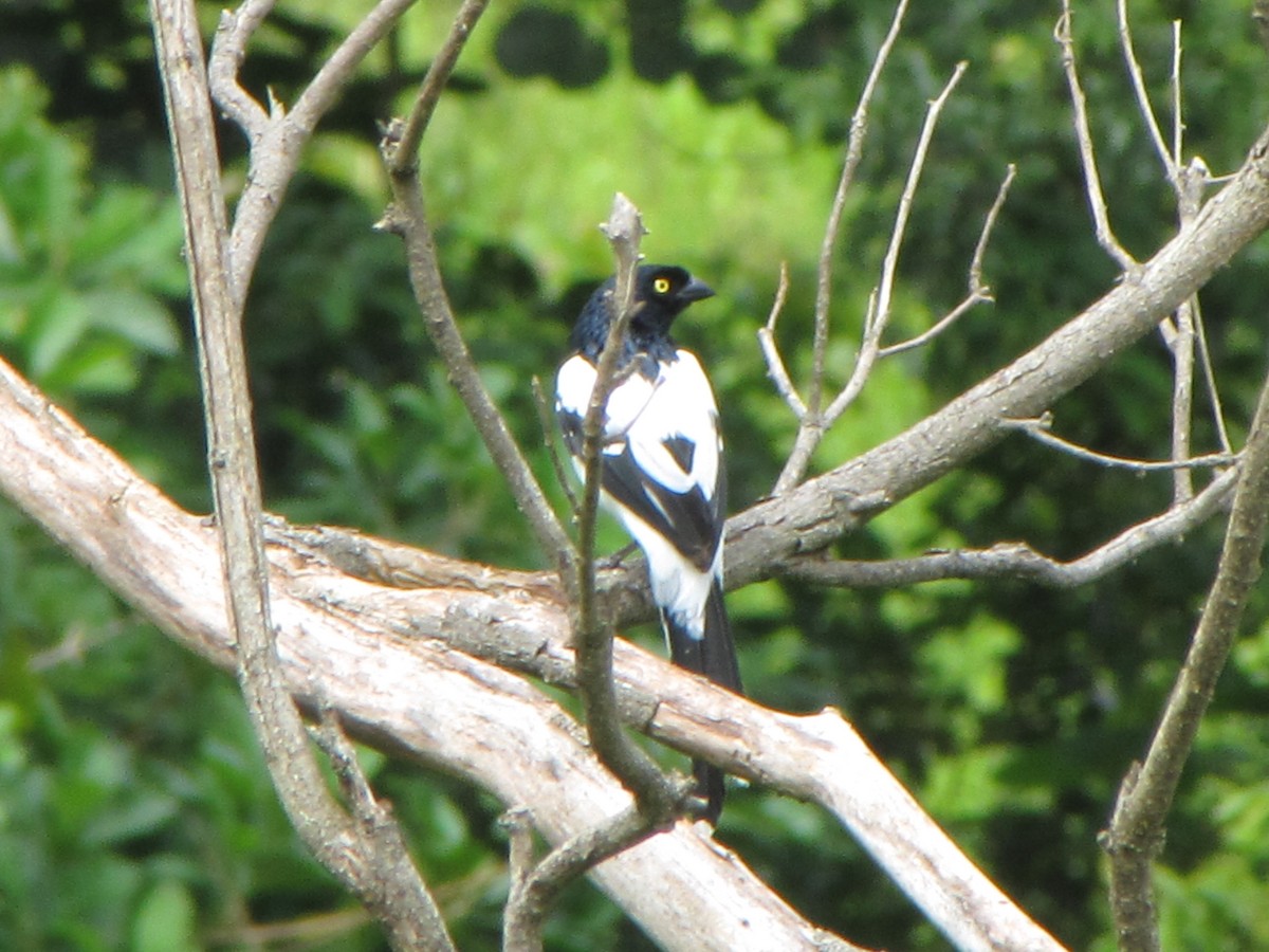 Magpie Tanager - ML34352081