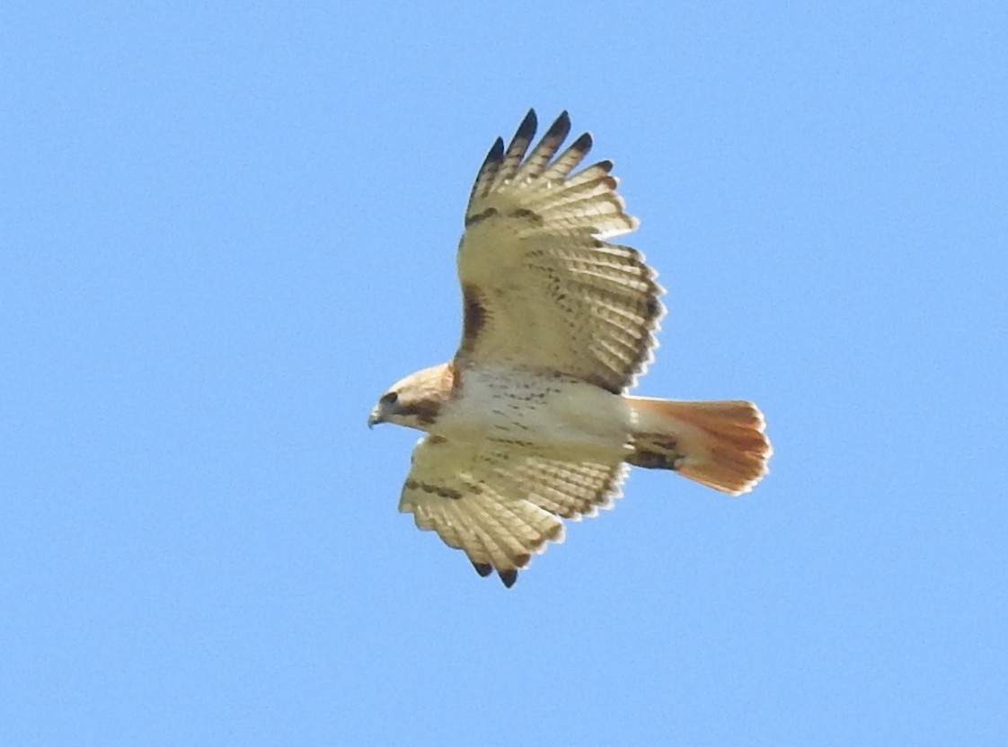 Red-tailed Hawk - Chris Wiles