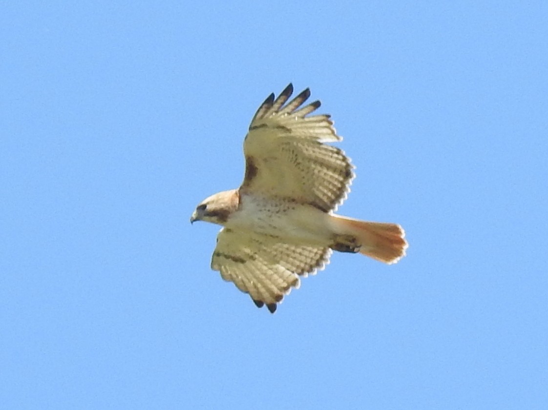 Red-tailed Hawk - Chris Wiles