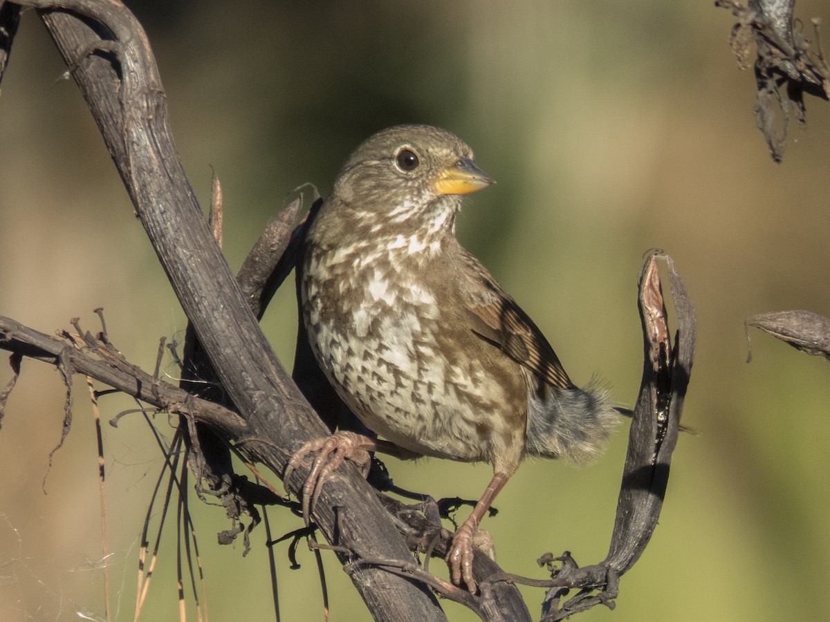 Fox Sparrow (Sooty) - ML34352881