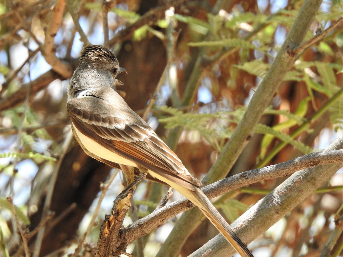 Brown-crested Flycatcher - Peter Herstein