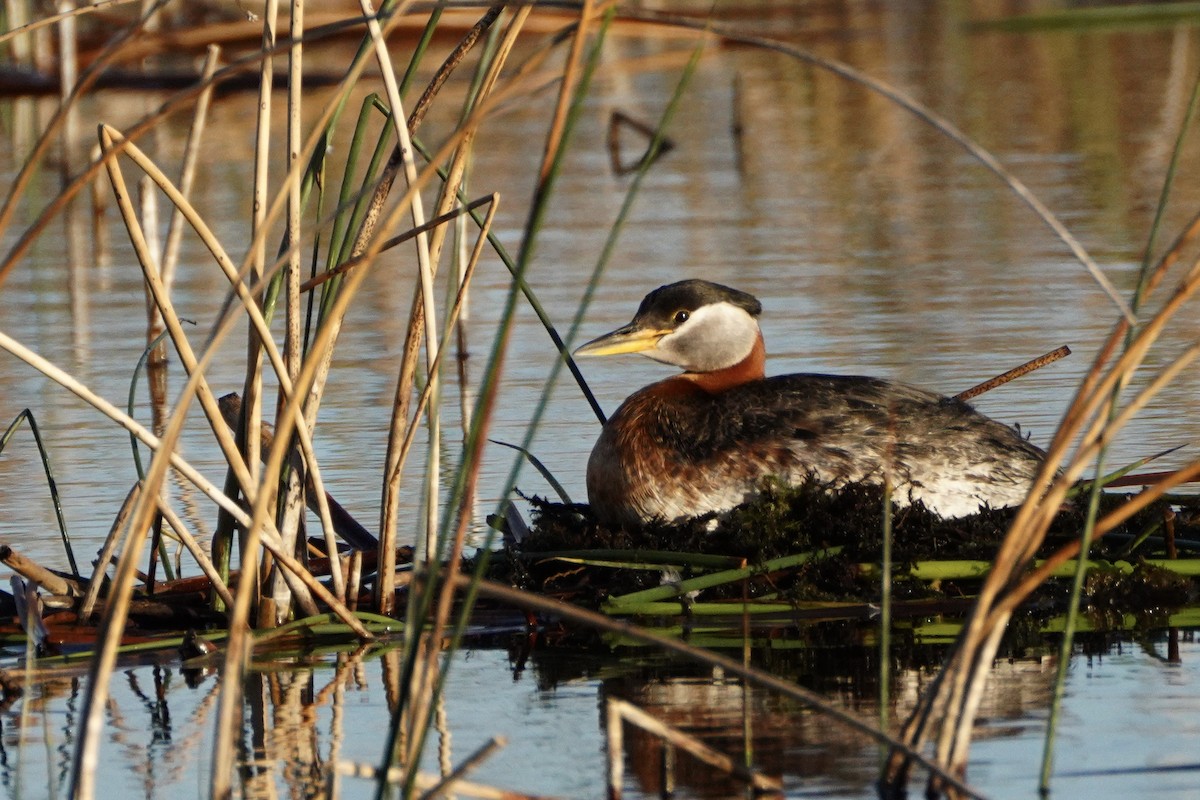 Red-necked Grebe - ML343531271