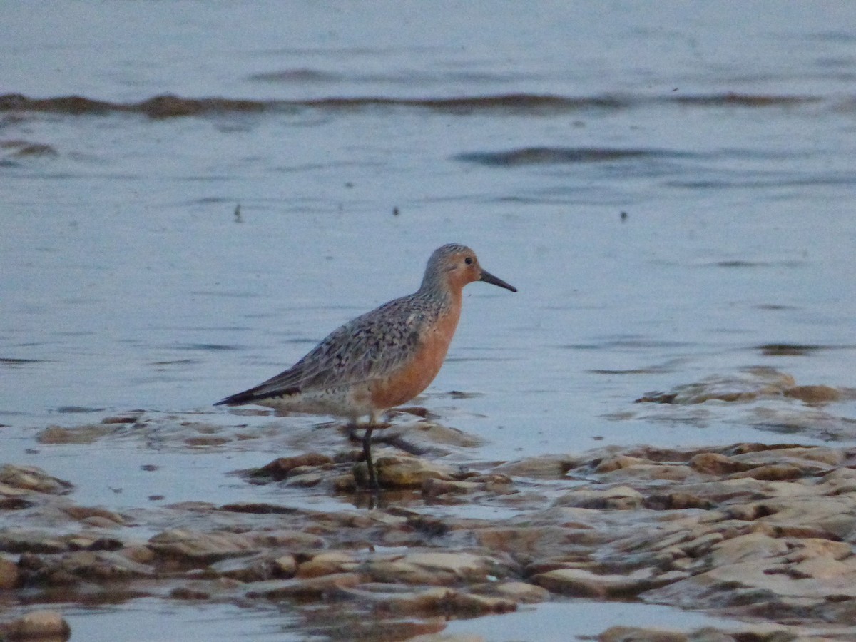 Red Knot - ML343542181