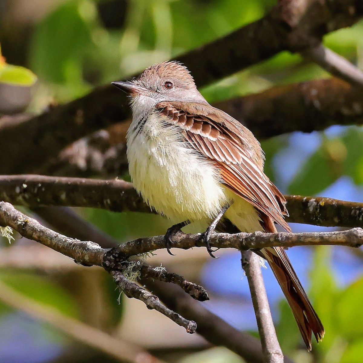 Ash-throated Flycatcher - Keith Leland