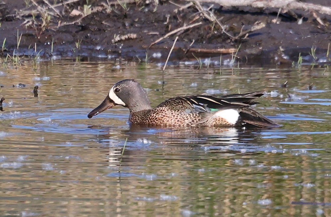 Blue-winged Teal - ML343550301